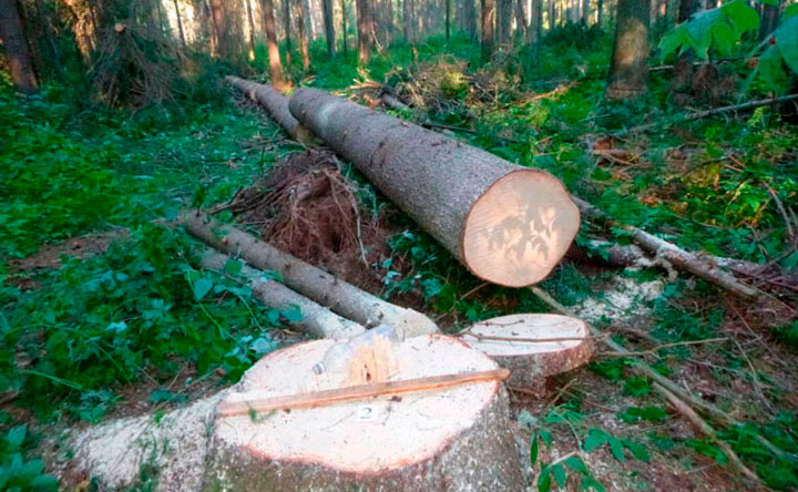 Подозреваемый в незаконной рубке деревьев на сумму более 1,7 миллиона рублей задержан в Удмуртии