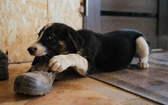Привозили 16 собак из «концлагеря»: как в Ижевске живет приют для бездомных животных