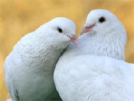 Юбилей Ижевска: во время театрализованного представления в небо выпустили 250 белых голубей