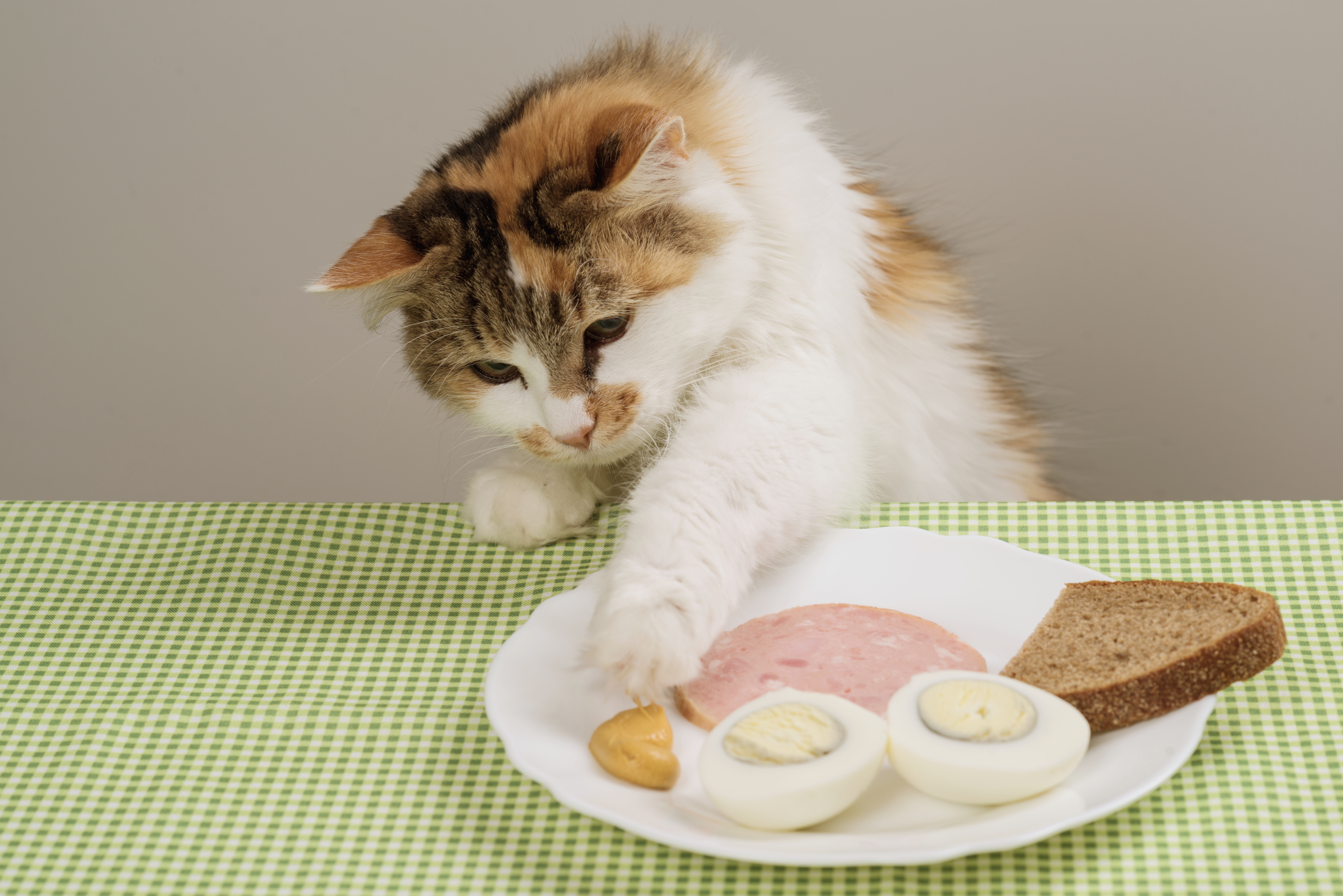 Эти продукты с человеческого стола медленно убивают кошек – но многие хозяева дают их питомцу каждый день