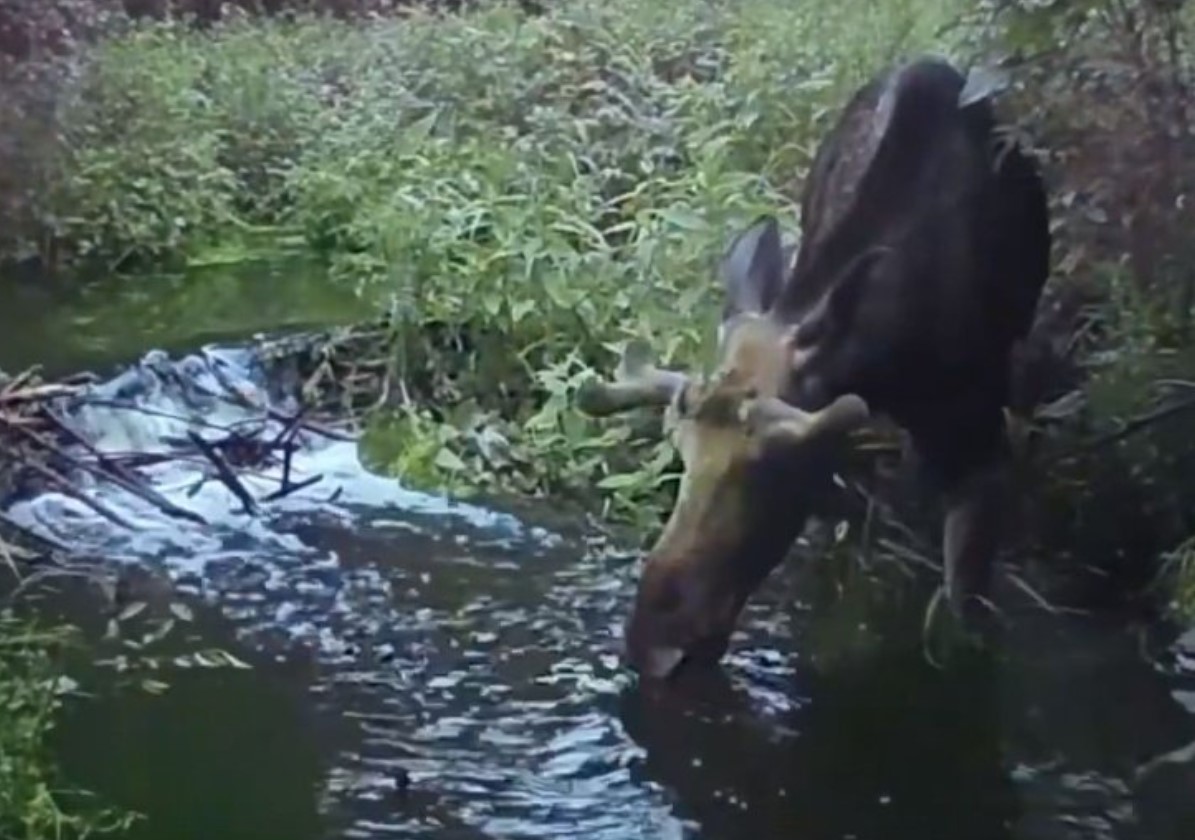 Прогуливающийся по реке лось попал в фотоловушку в Удмуртии