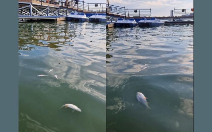 Фотофакт: мертвую рыбу заметили у лодочной станции в Ижевске