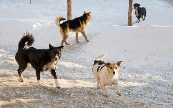 СК проверит информацию о нападении собак на людей в Удмуртии