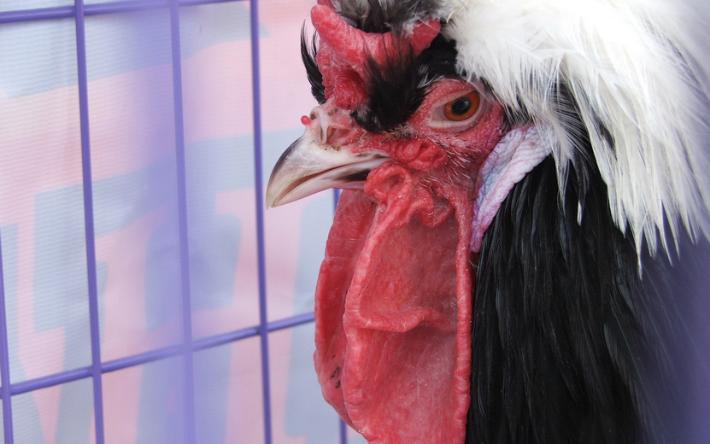 10 млн руб. выделили в Удмуртии на компенсацию пострадавшим от птичьего гриппа хозяйствам