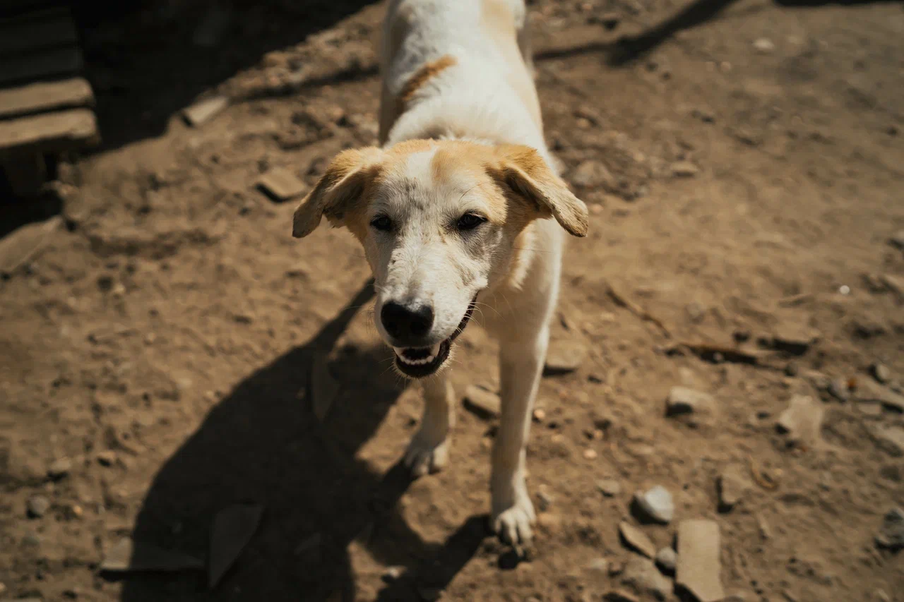 Администрацию Каракулинского района Удмуртии обязали отловить бездомных собак