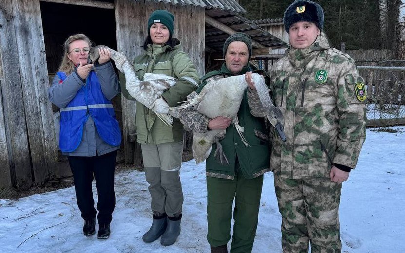 Лебедей с «ангельскими крыльями» спасли на пруду в Удмуртии