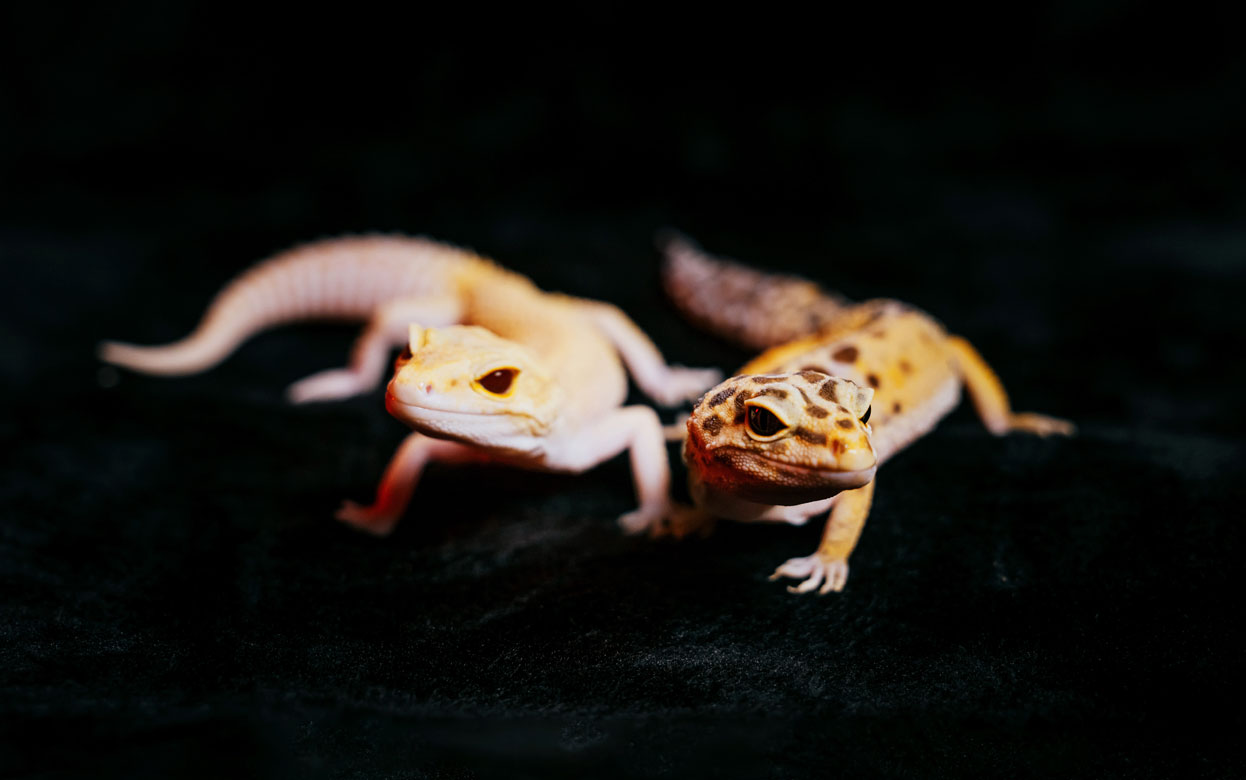 Купить ящерицу в Ижевске: реально ли это и нужно ли оно вам
