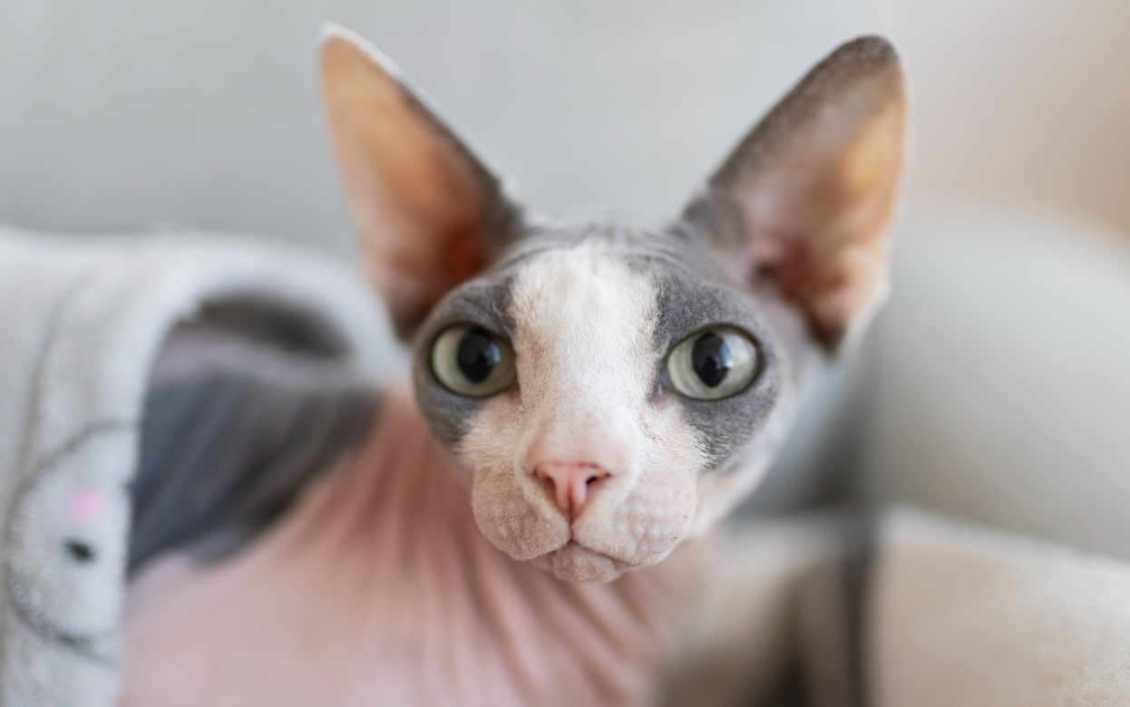 Лысая любовь: как ухаживать за сфинксом