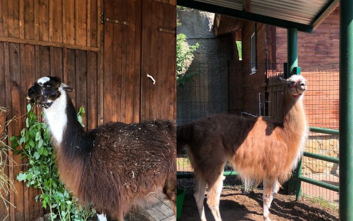 Две ламы появились в Зоопарке Ижевска