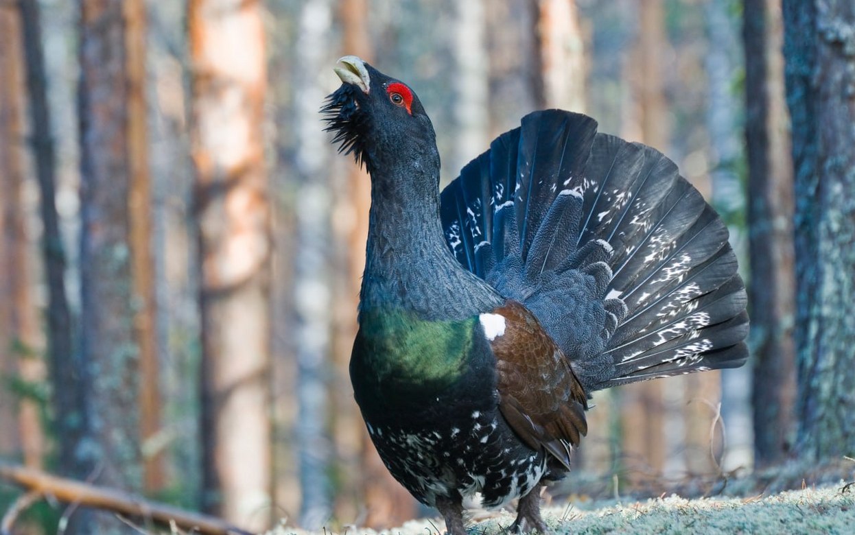 Тетерева, зайцы и рябчики стали лидерами «лесной переписи» в Удмуртии