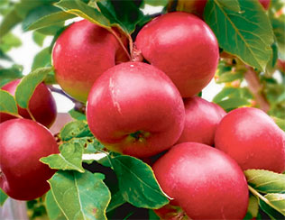 18 сортов ягод и фруктов, которые будут хорошо расти в Удмуртии