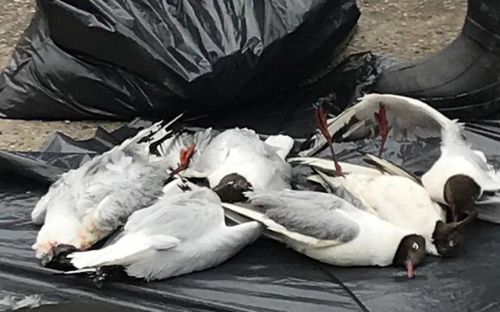 26 тыс. голов домашней птицы изъяли в Удмуртии из-за вспышки птичьего гриппа
