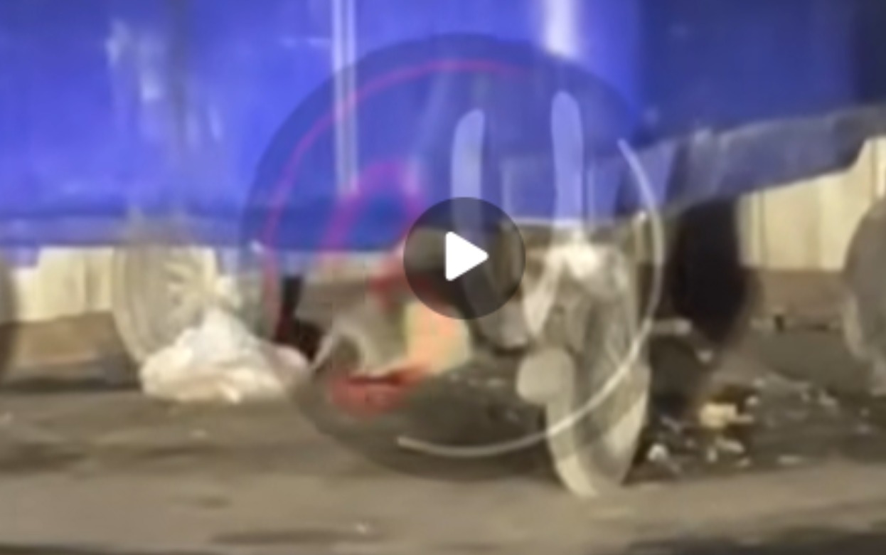 Крысы на ул. Красноармейской 82 Видео: @zlou18