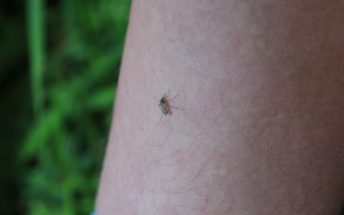 Есть вопрос: почему этим летом в Удмуртии так много комаров?