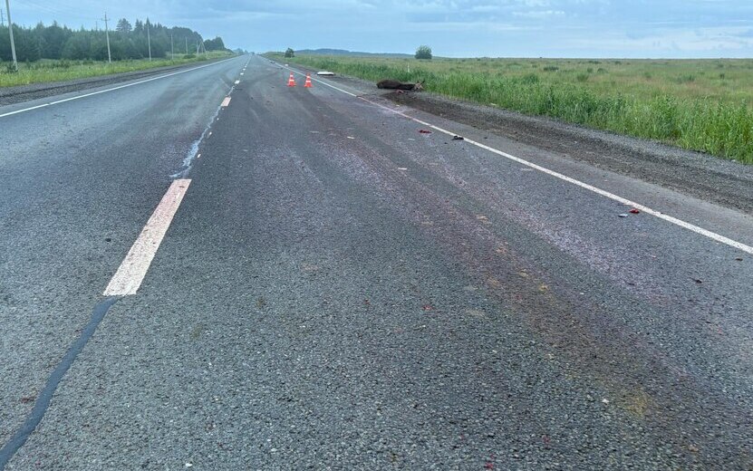 Водитель Toyota Avensis погиб после столкновения с лосем на трассе Ижевск – Сарапул