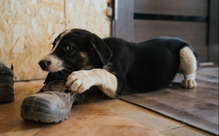 Привозили 16 собак из «концлагеря»: как в Ижевске живет приют для бездомных животных