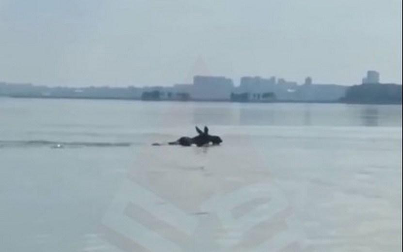 Видеофакт: плывущего по пруду лося заметили в Ижевске