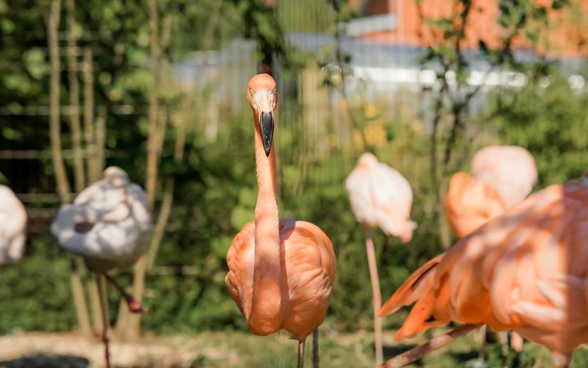 Зоопарк утро. Henry Vilas Zoo. Животные Бразилии. Фламинго. Оранжевый Фламинго.