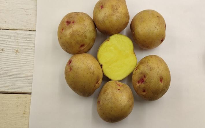 Новый сорт картофеля вывели ученые в Удмуртии