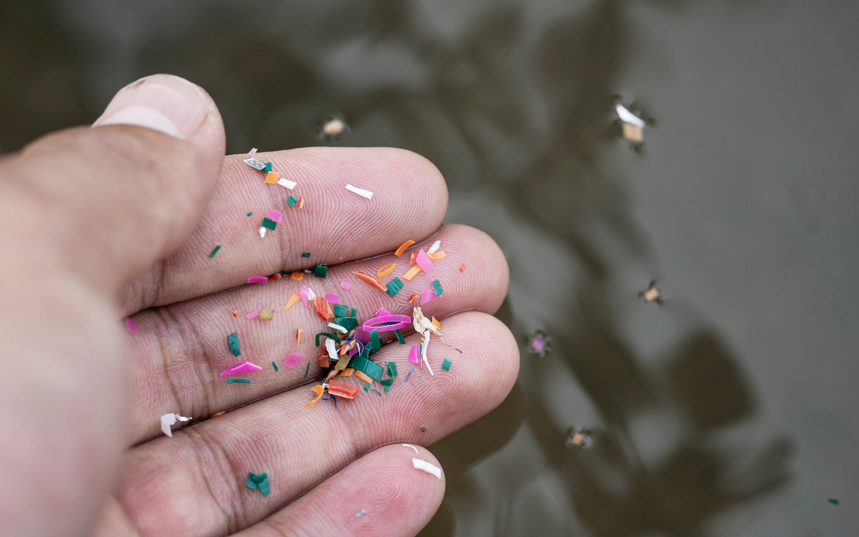 Революционное открытие в науке: найдено растение, очищающее воду от микропластика