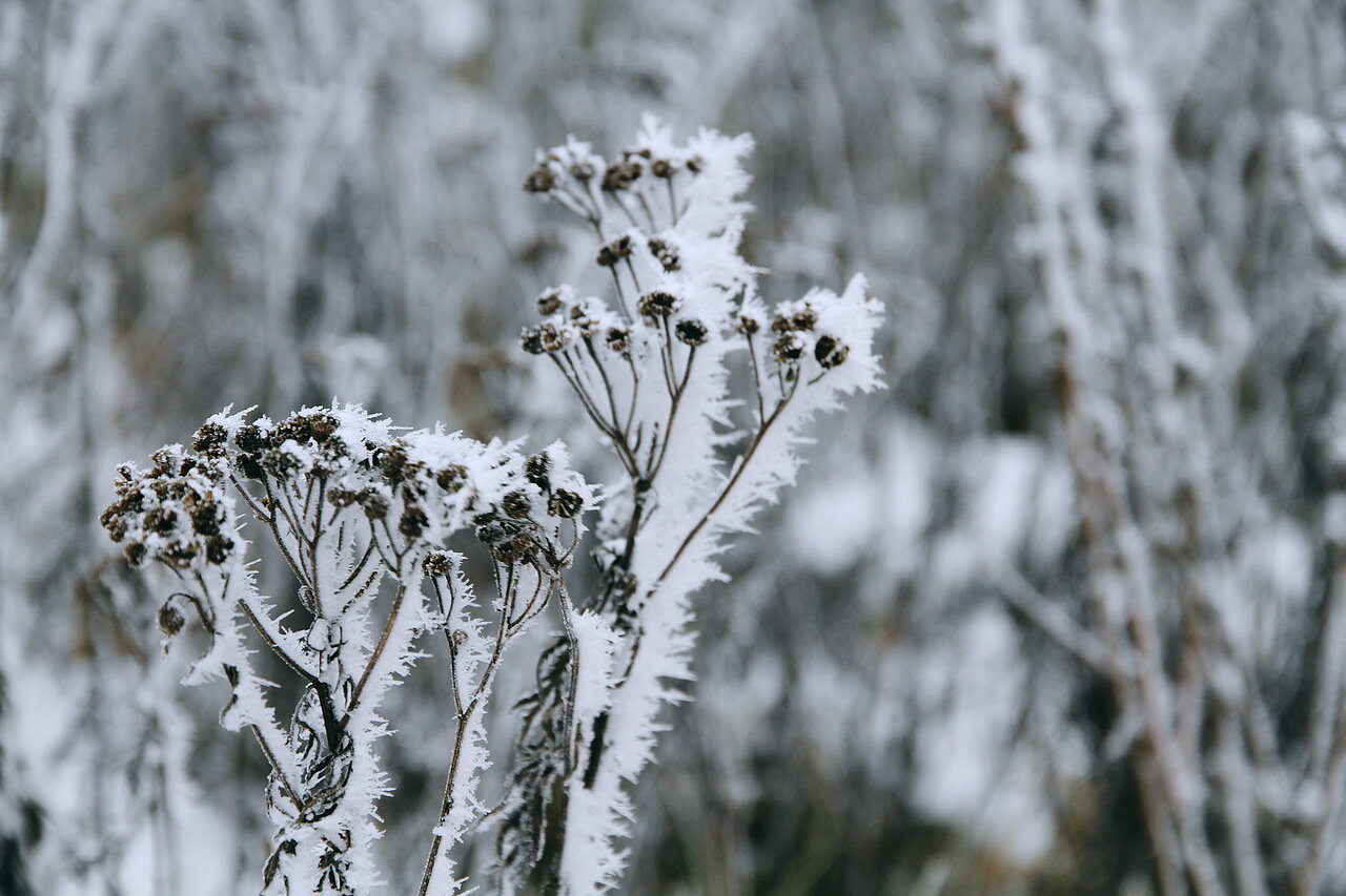 Погода в Ижевске на день: 11 декабря ожидаются аномальные морозы