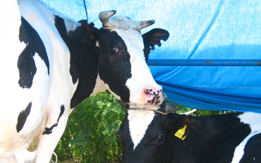 Скот во всех районах Удмуртии привьют против узелкового дерматита