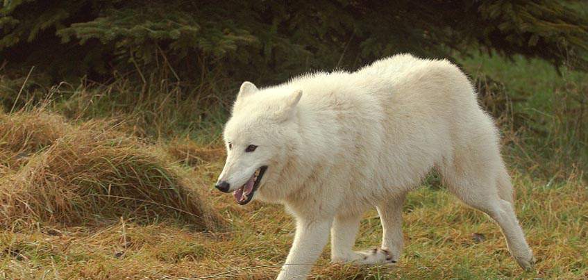 Арктический белый волк из Ижевского зоопарка уедет в Пензу