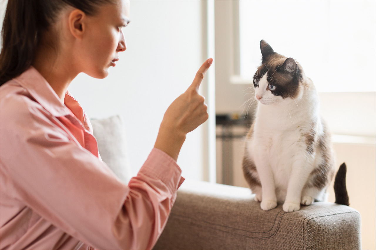 5 вещей, которые кошка не прощает хозяину: после этого питомец начинает отдаляться