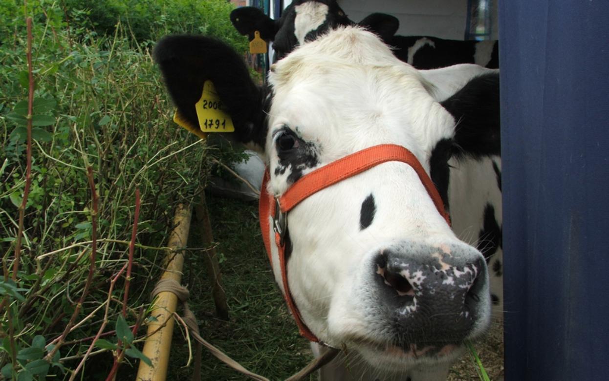 Режим повышенной готовности для животноводческих хозяйств ввели в Удмуртии