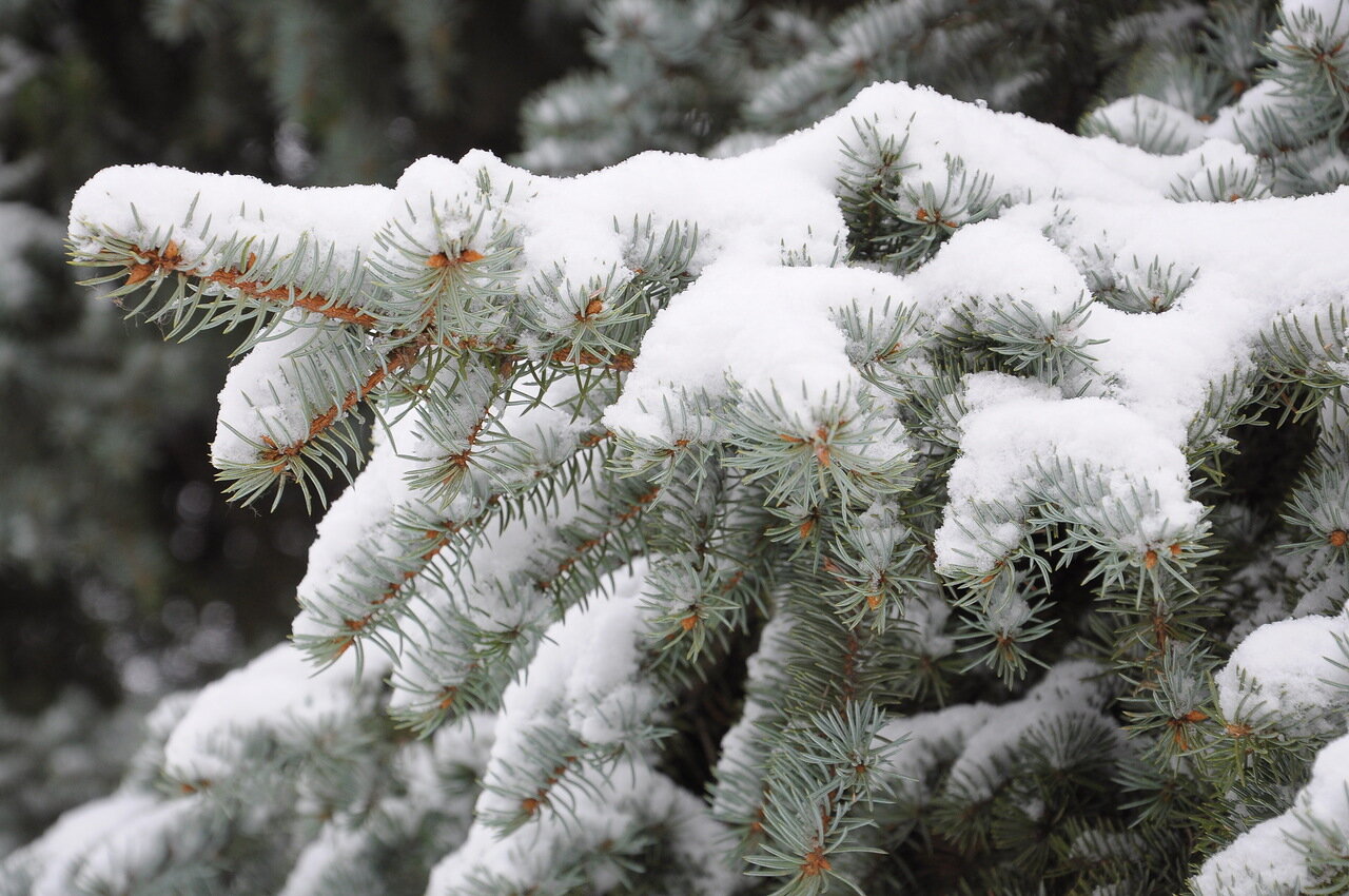Погода в Ижевске на день: 26 декабря до -4 градусов и небольшой снег