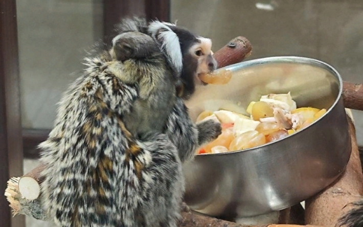 Два детеныша обезьян родились в зоопарке Удмуртии