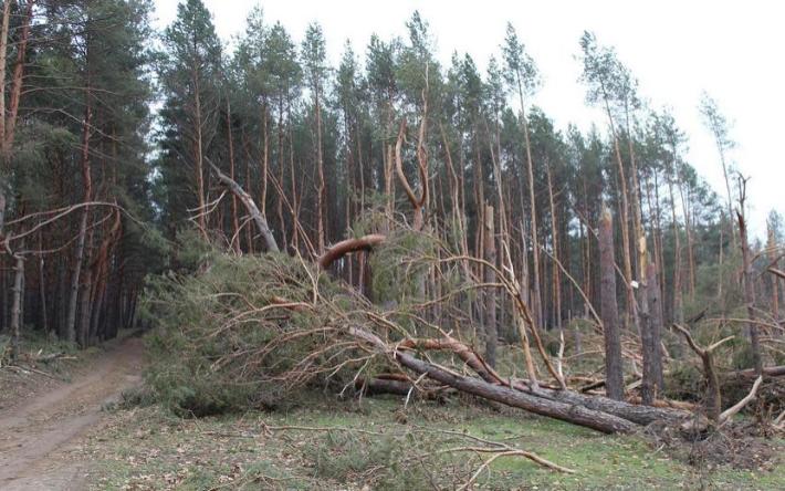 Жителей Ижевска предупредили об усилении ветра до 20 м/с