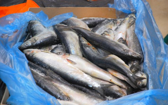 Полтонны подозрительной рыбной продукции продал бизнесмен из Удмуртии
