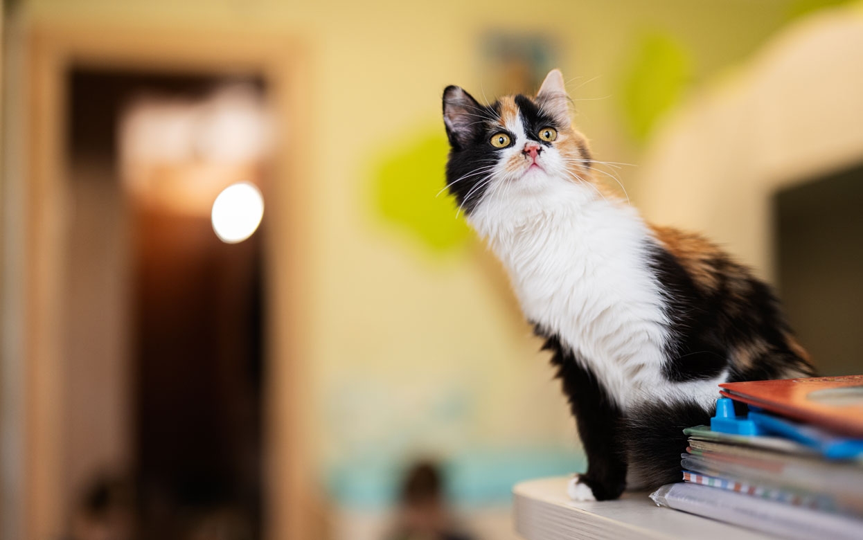 Решили завести кошку? Зоопсихолог о том, как подготовиться к появлению животного в доме