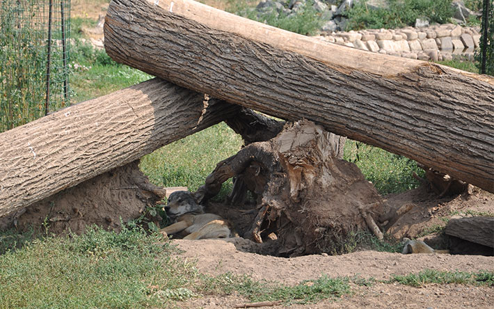 Деревом придавило жительницу Юкаменского района Удмуртии