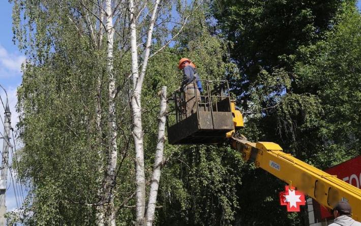 Деревья начали спиливать вдоль дорог в Ижевске