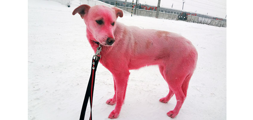 Почему собаки розовые. Псина Ижевск. Розовый окрас собаки. Краска для собак розовая. Розовая кость для собак.