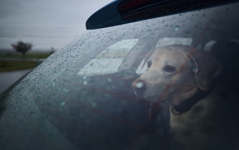 Жителям Удмуртии рассказали, как приучить собаку к поездкам в машине