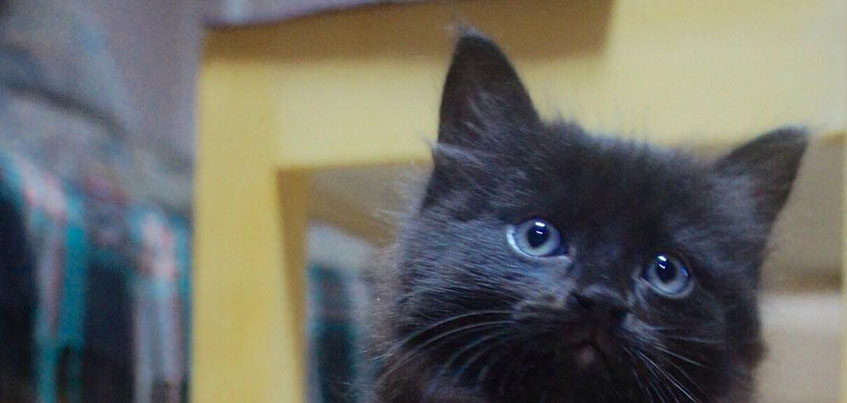 Биатлонистка из Удмуртии Анастасия Кайшева ищет дом маленькому котенку