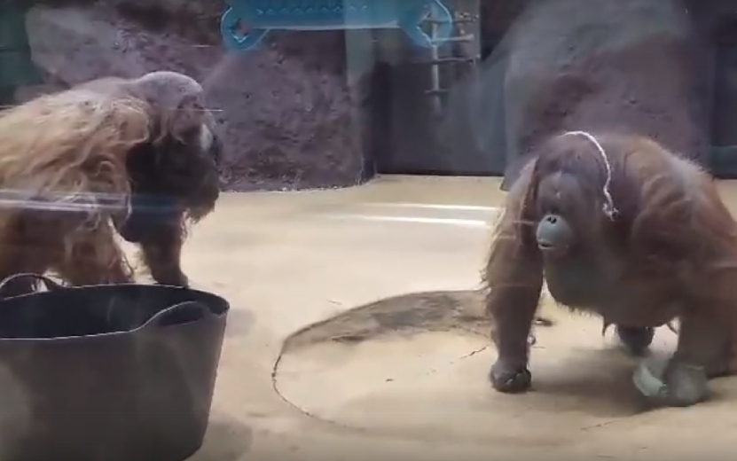 Видео: День рождения орангутана Лолы отметили в Зоопарке Удмуртии