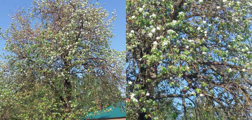 В Удмуртии снова цветут яблони