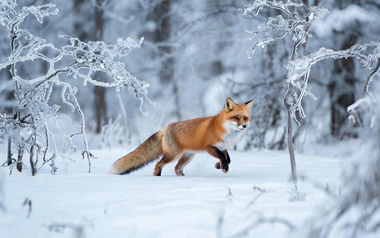 Вознаграждение за охоту на волков и лис ввели в Удмуртии