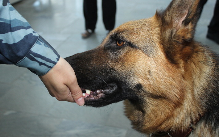 В Удмуртии раскрыли квартирную кражу благодаря служебно-розыскной собаке