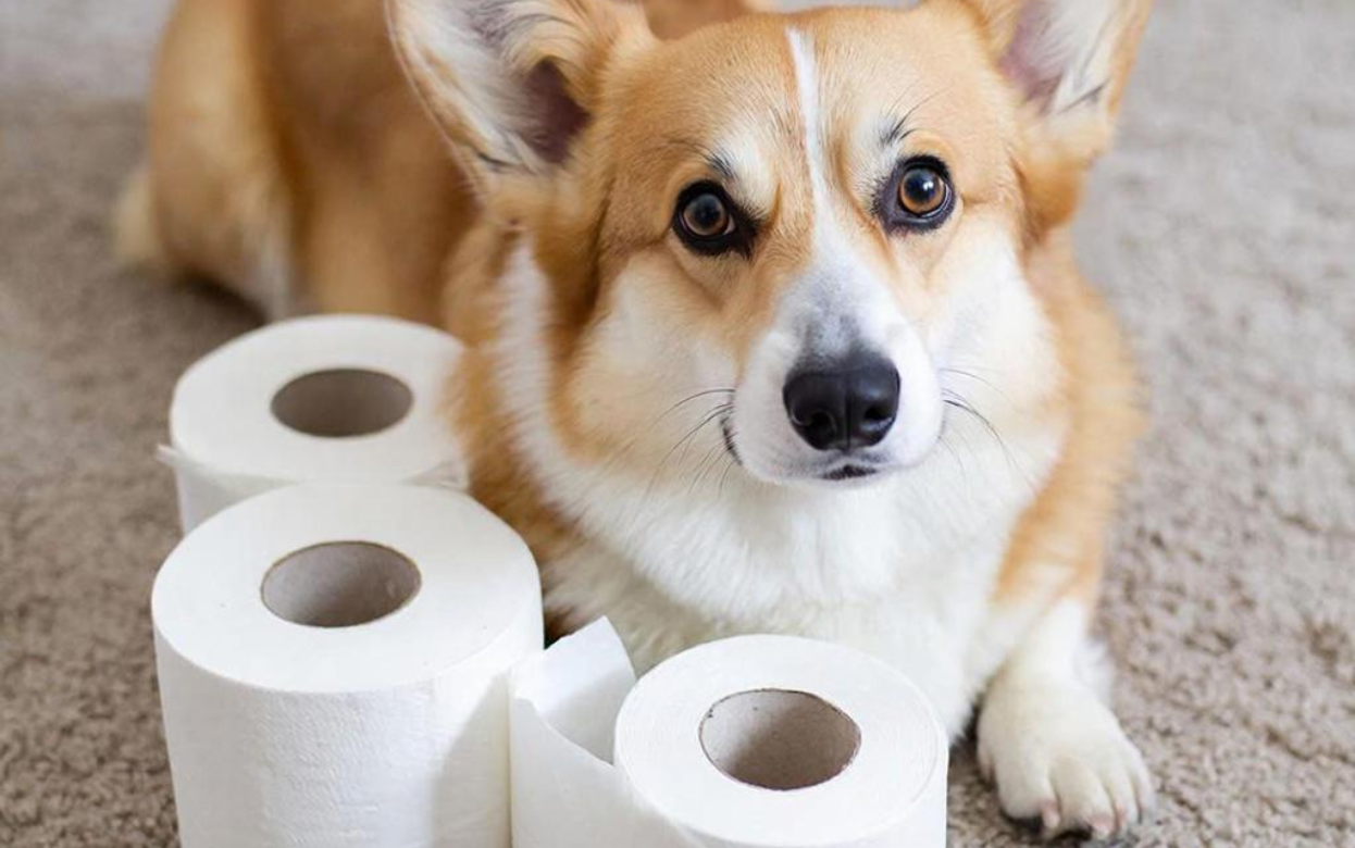 Собака поносит третий день: тревожный сигнал, который нельзя игнорировать