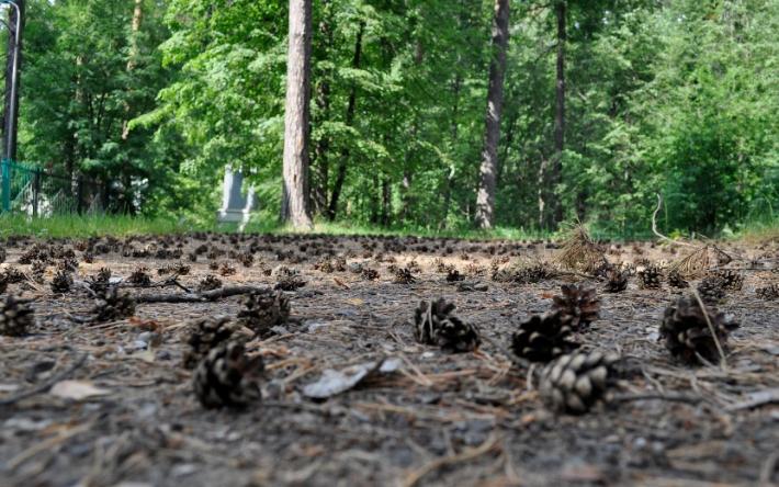 Полицейские нашли в Удмуртии пропавшую девочку на СНТ