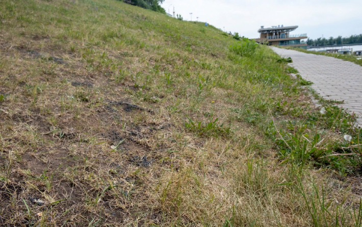 Фотофакт: газоны на набережной в Ижевске пожелтели и высохли 