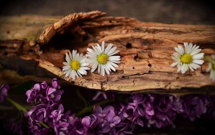 Гороскоп на 26 мая: Девам сделают предложение, а Стрельцы задумаются о правильном питании