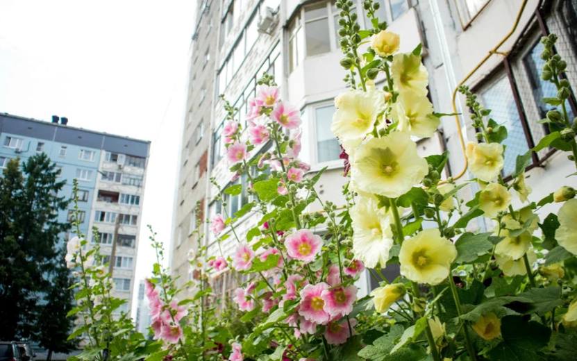  В Ижевске Сквер молодоженов украсят более 1000 растений