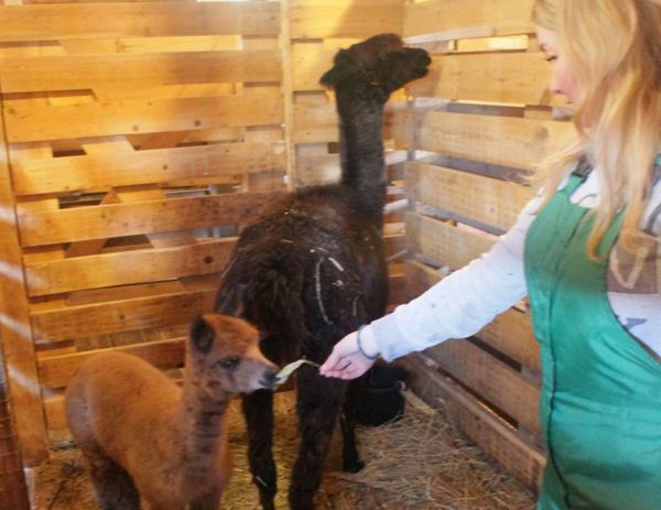 В Ижевском зоопарке снова пополнение: родились альпака и трое козлят