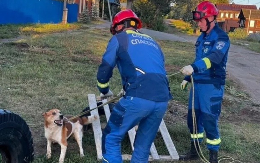 В Сарапуле спасли собаку, которая упала в колодец